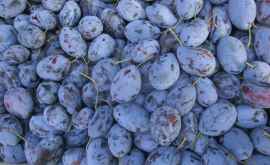În Rusia au fost distruse mai mult de 20 tone de prune din Moldova