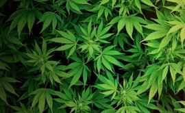 Вторая страна в мире легализовала марихуану