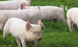China impune interdicție Moldovei din cauza pestei porcine 