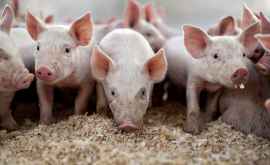 Зарегистрированы новые случаи африканской чумы свиней