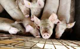 В Молдове зарегистрированы новые вспышки африканской чумы свиней