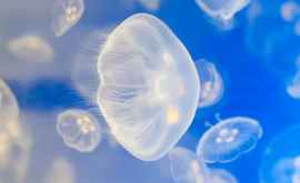 Mii de meduze au transformat apa Mării Negre de la Odesa în răcituri FOTO
