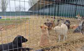 Проблема стерилизации собак в Кишинэу наконецто решится ФОТО