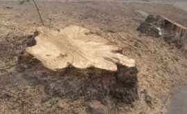Zeci de copaci defrişaţi în sectorul Rîşcani explicaţia autorităţilor