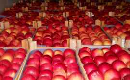 Moldova lider printre furnizorii de mere în Rusia