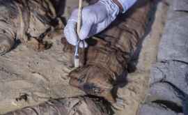 Zeci de pisici mumificate au fost găsite întrun mormînt egiptean