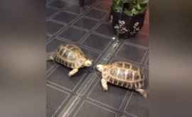 Lupta unei broaşte ţestoase cu dușmanul din oglinda a fost filmata