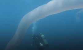 Дайверы наткнулись в океане на гигантского червя ВИДЕО