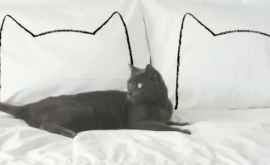 Молодая американка делает подушки для кошек ФОТО