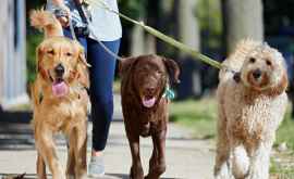 Учёные рассказали о смертельной опасности прогулок с собаками