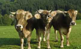 В Швейцарии на референдуме решат нужно ли коровам удалять рога