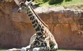 Cum a ajuns să fie girafa un animal pe cale de dispariție