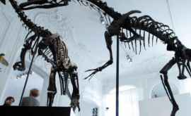 Doi dinozauri scoşi la licitaţie la Paris nu şiau găsit cumpărători