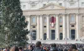В Ватикане установили рождественскую елку