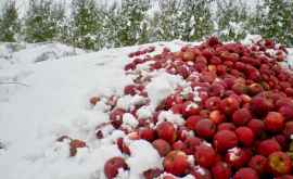 Tablou trist Roada de mere îngheață în livezi la fel ca venitul fermierilor FOTO