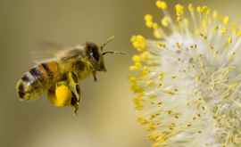Пчелиная пыльца лекарство мудреца