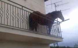 Un cal a fost fotografiat în balconul unei case