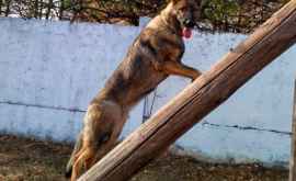Служебная собака Пограничной полиции расстроила планы нарушителя ФОТО
