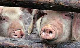 Trei focare de pestă porcină africană monitorizate în raionul Cahul