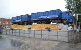 Întreprinderile moldovenești au procesat o cantitaterecord de mere