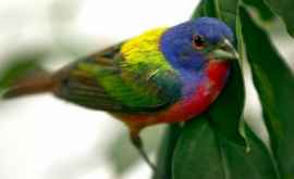 Penajul multicolor la păsări a apărut acum 150 de milioane de ani 