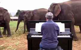 Животные замирают слушая игру музыканта ВИДЕО