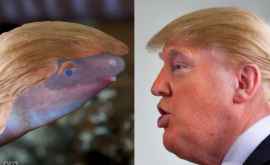 Amfibianul carei va purta numele luiDonald Trump 