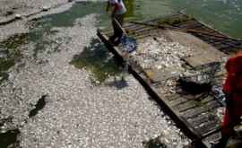 Dezastru ecologic în Rio de Janeiro 15 tone de peşti morţi