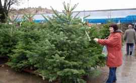 Объем продаж новогодних елок увеличивается после 20 декабря