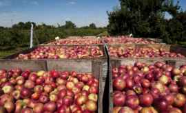 Două tone de mere aduse în dar maternităţii nr 1 din Capitală