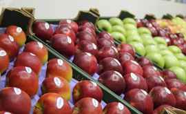 Companiile din Moldova au livrat al doilea lot de mere pe piaţa EAU