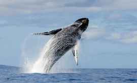 Japonia a luat o hotărîre controversată privind vînătoarea de balene