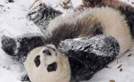 Un urs panda a amuzat vizitatorii grădinii zoologice cu reacția sa la omăt VIDEO