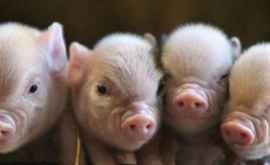 Россияне массово скупают свиней на Новый год