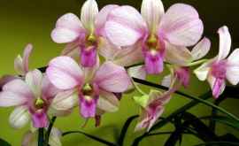 Ученые обнаружили новый вид орхидей