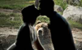 Reacția unui urs la fotosesiunea unor tineri însurăţei întro grădină zoologică FOTO