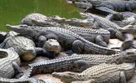 Мужчина приютил в своем доме 45 крокодилов