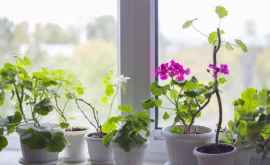 8 motive pentru care ar trebui săți iei plante de apartament