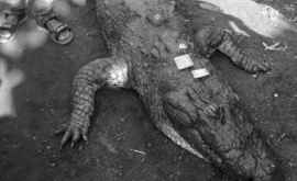 130летнему крокодилу устроили роскошные похороны