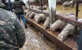 Турция инвестирует в животноводческий сектор Гагаузии