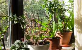 5 растений очищающих воздух на кухне