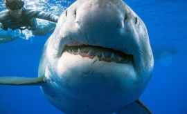 Самая большая в мире белая акула попала на видео 