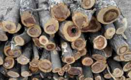 Власти ЧадырЛунги выдают дрова малоимущим семьям