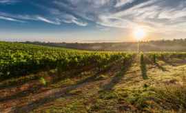 В Молдове разработают новую Программу развития винодельческого сектора 