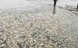 Dezastru ecologic în satul Congaz în lacul de acumulare local a murit peştele 