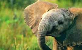 Ce nu știai despre trompa unui elefant