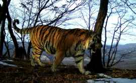 Imagini rare cu patru pui de tigru siberian VIDEO