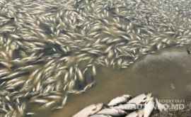 A fost anunţată cauza morții în masă a peștilor din lacul de la Congaz