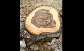 Чудо Лицо маленькой девочки обнаружено на срезе дерева в Дрокии ВИДЕО