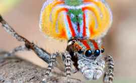 A fost descoperită noua specie a celui mai otrăvitor păianjen